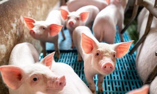 Эстония объявила о завершении чрезвычайной ситуации из-за АЧС