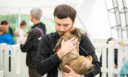 Концепцию формирования ответственного отношения к животным готовят в России