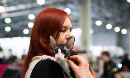Кошки спасают сердца: ученые доказали, что питомцы снижают риск инфаркта