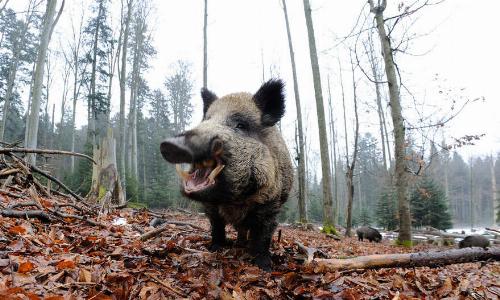 Бутерброд с колбасой и прожорливые кабаны: названы версии первой за 30 лет вспышки АЧС в Испании