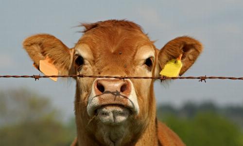 Блютанг добрался до Северной Ирландии