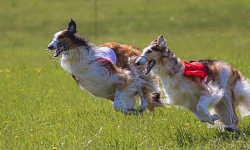 Собачьи бега запретили в Уэльсе: удастся ли организаторам оспорить решение