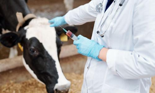 Незаразные болезни крупного рогатого скота: как защитить стадо