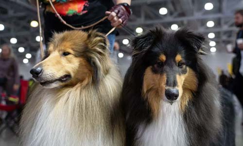 Законопроект о госрегулировании деятельности заводчиков внесли в Госдуму