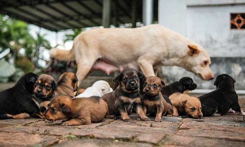 Великобритания запретит импорт щенков с купированными ушами