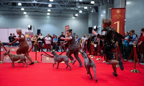 Требования к заводчикам породистых животных определят в федеральном законе