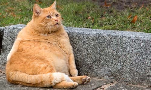 Американским кошкам начали устанавливать импланты для борьбы с ожирением