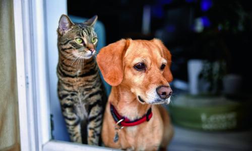 Регионы уточняют правила содержания домашних животных