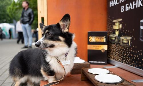 Тренды питания кошек и собак: научный подход, персонализация и новые ингредиенты