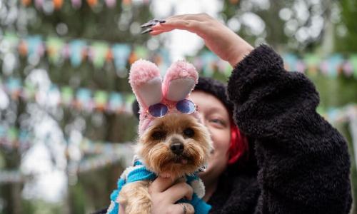 Тренды-2026: в России растет запрос на pet-friendly-услуги