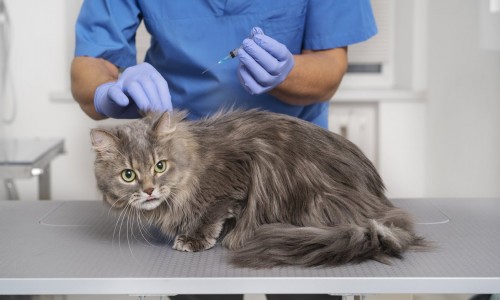 Готовим питомца к даче: экспертное руководство по весенней вакцинации от ветеринара