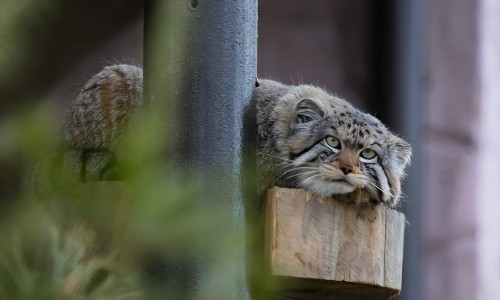 Диета, коробки и созерцание: весенний день манула Бориса в парке «Роев ручей»