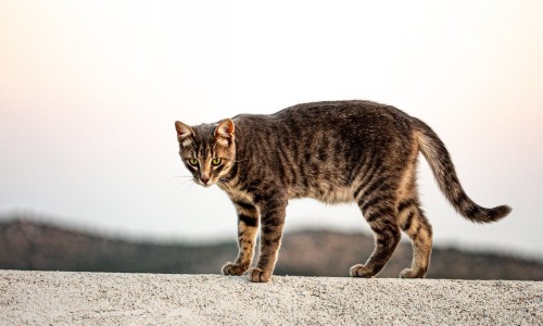 Путь домой: кот Жорик прошел 65 км из Медведково в Солнечногорск