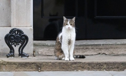 Главный мышелов Даунинг-стрит: кот Ларри поймал мышь на дежурстве