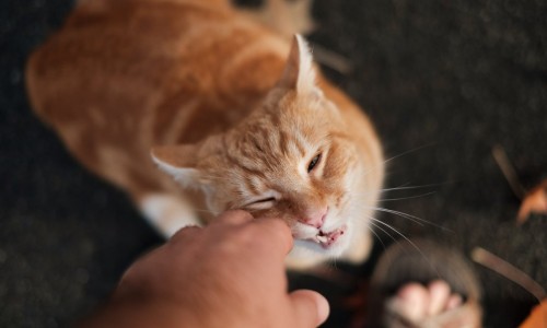 Инструкция от ветеринара: как знакомить гостей с питомцем, чтобы избежать конфликта