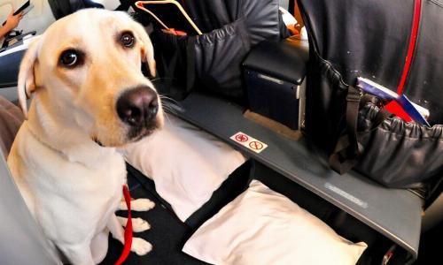 7 главных правил путешествий в Китай с питомцем