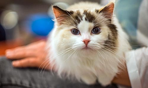 Диабет у кошек
