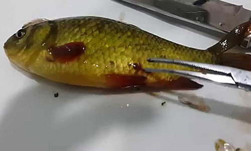 К рыбе прицепились черви