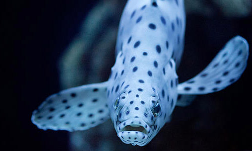 На рыбе появились пятна