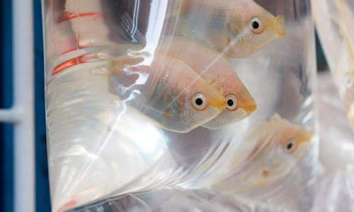 Отравление рыб углекислым газом