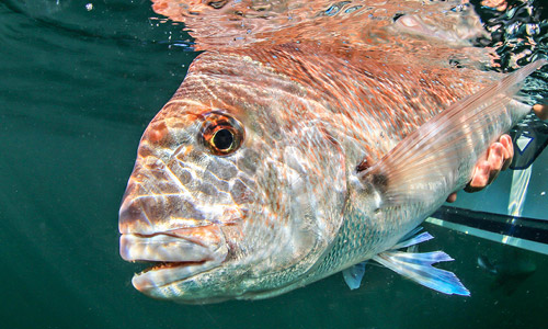 Температурный шок у рыб