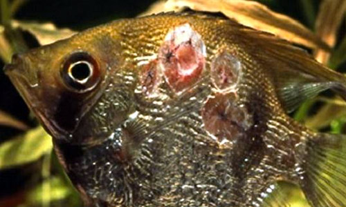 Язвенная болезнь рыб