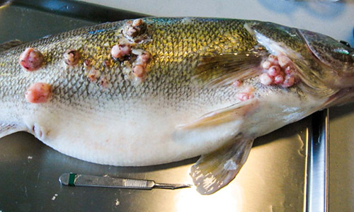 Лимфоцистоз рыб