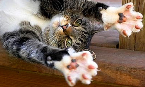 Фелиноз: болезнь кошачьих царапин