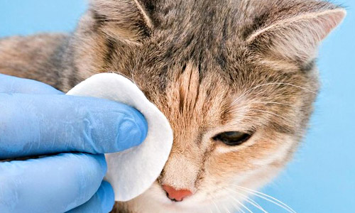 У кота покраснел глаз