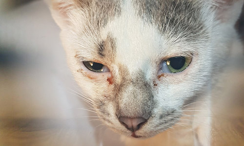 Энтерит у кошек