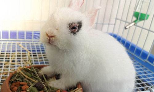 Дакриоцистит у кроликов