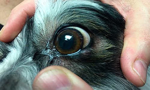 Трихиаз у собак