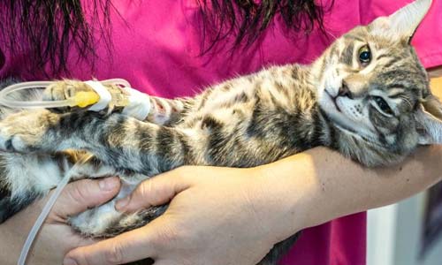 Инфекционный перитонит кошек