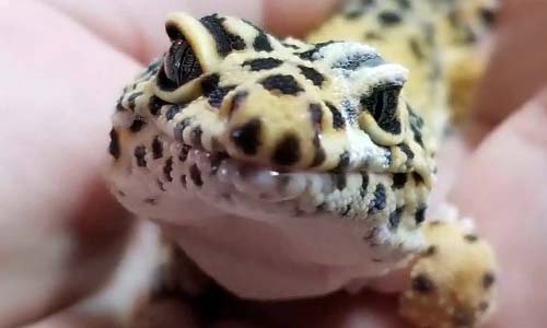 Деформация скелета у амфибий