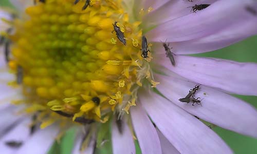 Как бороться с трипсами