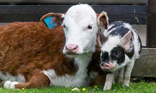 Бруцеллёз животных