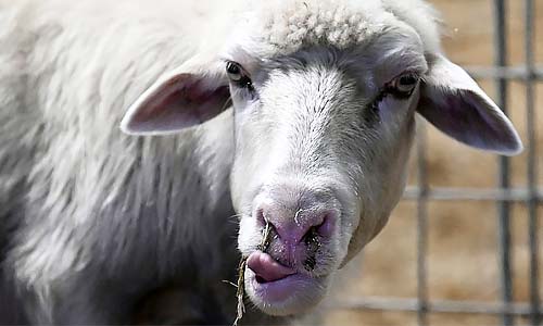 Блютанг: симптомы, лечение, профилактика