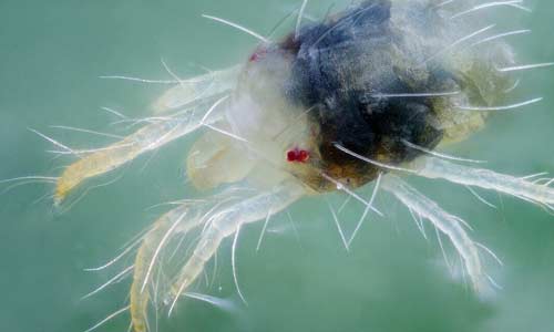 Паутинный клещ: как избавиться навсегда