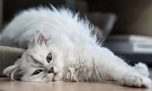 Гипертиреоз у кошки: симптомы, лечение и прогноз