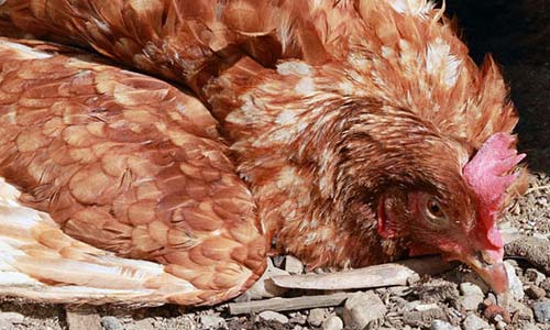 Болезнь Ньюкасла: симптомы, лечение и профилактика