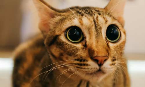 Синдром дергающейся кошки: полное руководство для владельцев