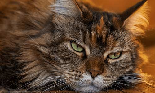 Отравление у кошек: первая помощь и список опасностей