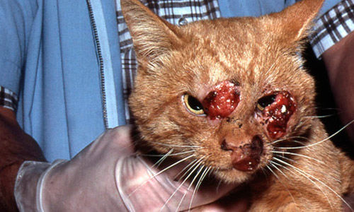 Кожная форма криптококкоза кошек