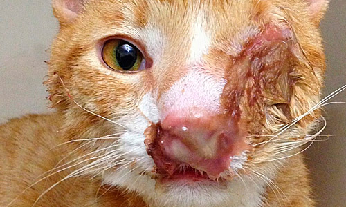 Назальная форма криптококкоза кошек