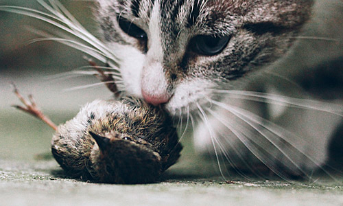 Причины сальмонеллеза кошек — поедание инфицированных животных и птиц