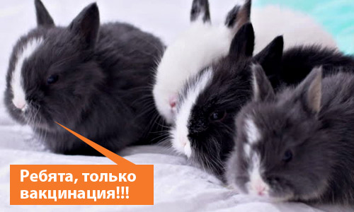 Вакцинация — способ избежать геморрагическую болезнь кроликов
