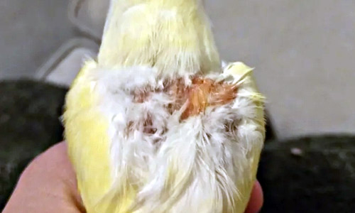 Дерматит птиц