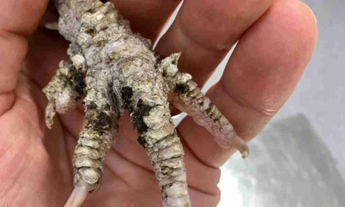 Дерматит на лапах птиц