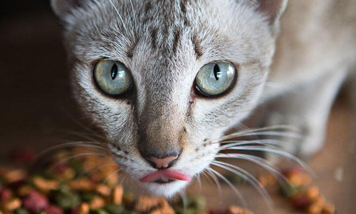 Предрасположены к мочекаменной болезни коты на сухих кормах
