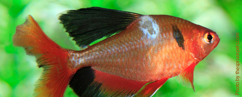 Сапролегния, как вторичная инфекция при язвенной болезни рыб